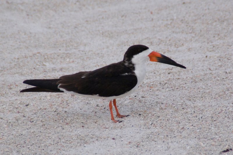 Black Skimmer, St. Pete Beach, FL, Aug 08-2 blackskimmerstpetebeachflaug082.jpg
