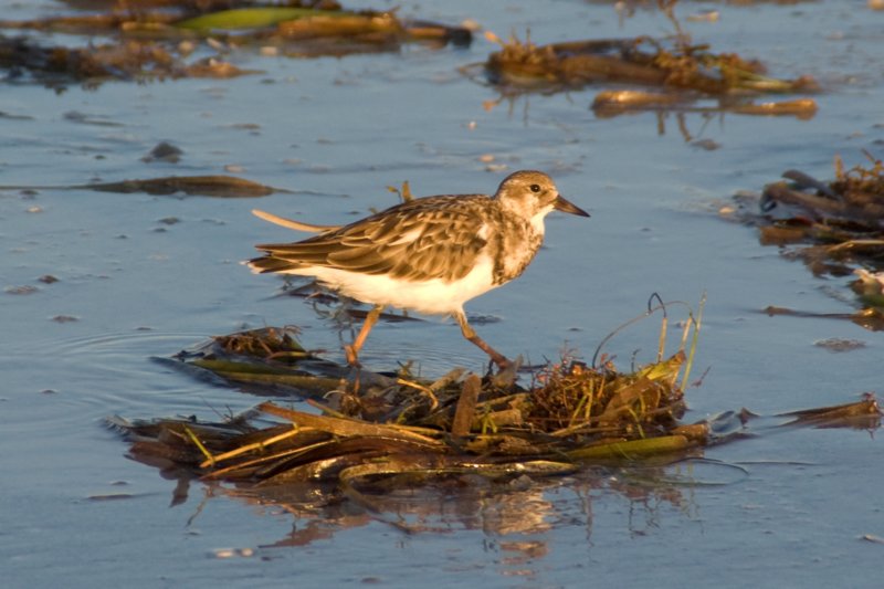 Ruddy Turnstone ruddyturnstonestpetebeachflaug081.jpg