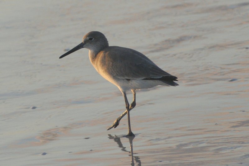 Sandpiper, St. Pete Beach, FL, Oct 07 sandpiperstpetebeachfloct07.jpg