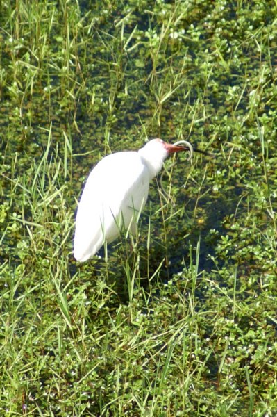 White Ibis (and Snake), St. Pete Beach, FL, Jun 07-4 whiteibisandsnakestpetebeachfljun074.jpg
