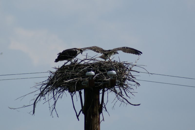 ospreyjuvenilesmorristownnyaug083.jpg