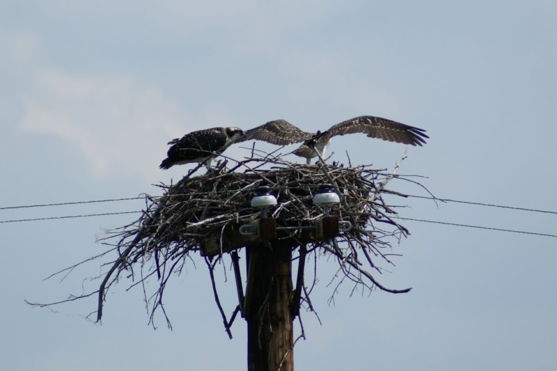 ospreyjuvenilesmorristownnyaug084.jpg