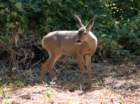 _animals_yosemite_10096_small.jpg