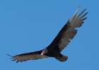 _birds_big_sur_09304_small.jpg