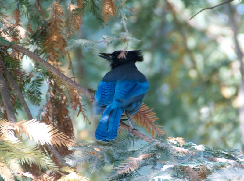 080917_birds_big_sur_09363 _birds_big_sur_09363.jpg