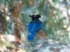 _birds_big_sur_09363_small.jpg