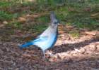 _birds_big_sur_09572_small.jpg