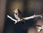 _birds_yosemite_09885_small.jpg