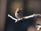 _birds_yosemite_09886_small.jpg