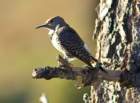 _birds_yosemite_09897_small.jpg