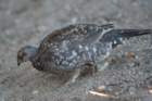 _birds_yosemite_09908_small.jpg