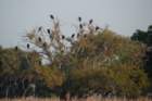 myakka_river_state_park_mar_2009_01_dsc00436_small.jpg