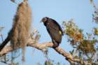myakka_river_state_park_mar_2009_02_dsc00459_small.jpg