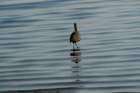 myakka_river_state_park_mar_2009_05_dsc00549_small.jpg