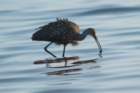 myakka_river_state_park_mar_2009_06_dsc00554_small.jpg