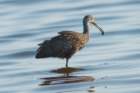myakka_river_state_park_mar_2009_07_dsc00556_small.jpg