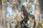 myakka_river_state_park_mar_2009_08_dsc00693_small.jpg