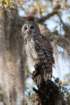 myakka_river_state_park_mar_2009_10_dsc00705_small.jpg