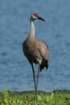 myakka_river_state_park_mar_2009_12_dsc00753_small.jpg