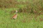 myakka_river_state_park_mar_2009_21_dsc00890_small.jpg