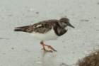 dsc00459_small.jpg