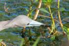 dsc02374_small.jpg