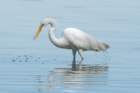 dsc02573_small.jpg