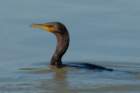 dsc02594_small.jpg