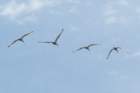 dsc02611_small.jpg