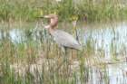 dsc02617_small.jpg