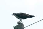 dsc07584_small.jpg