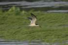 sawgrass120412032_small.jpg