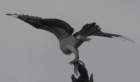 boydhillnaturereserve19042012060_small.jpg