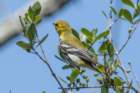 dsc09092_small.jpg