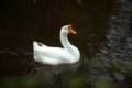 2012-10-25-26_dr_canal_river_wildlife_index.jpg