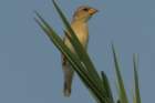 dsc04224_small.jpg