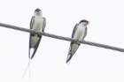 dsc04723_small.jpg