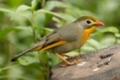 2013-06-24_sattal_birding_camp_index.jpg