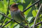 dsc07113_small.jpg