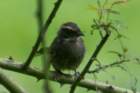 dsc07184_small.jpg