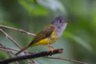 dsc07443_small.jpg