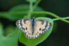dsc09375_small.jpg