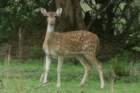 dsc09423_small.jpg