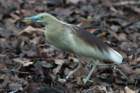 dsc09450_small.jpg