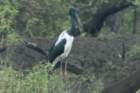 dsc09517_small.jpg