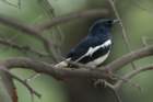dsc09545_small.jpg