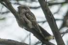 dsc09590_small.jpg