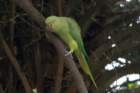 dsc09655_small.jpg