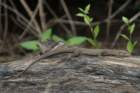 dsc09696_small.jpg