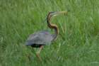 dsc09781_small.jpg